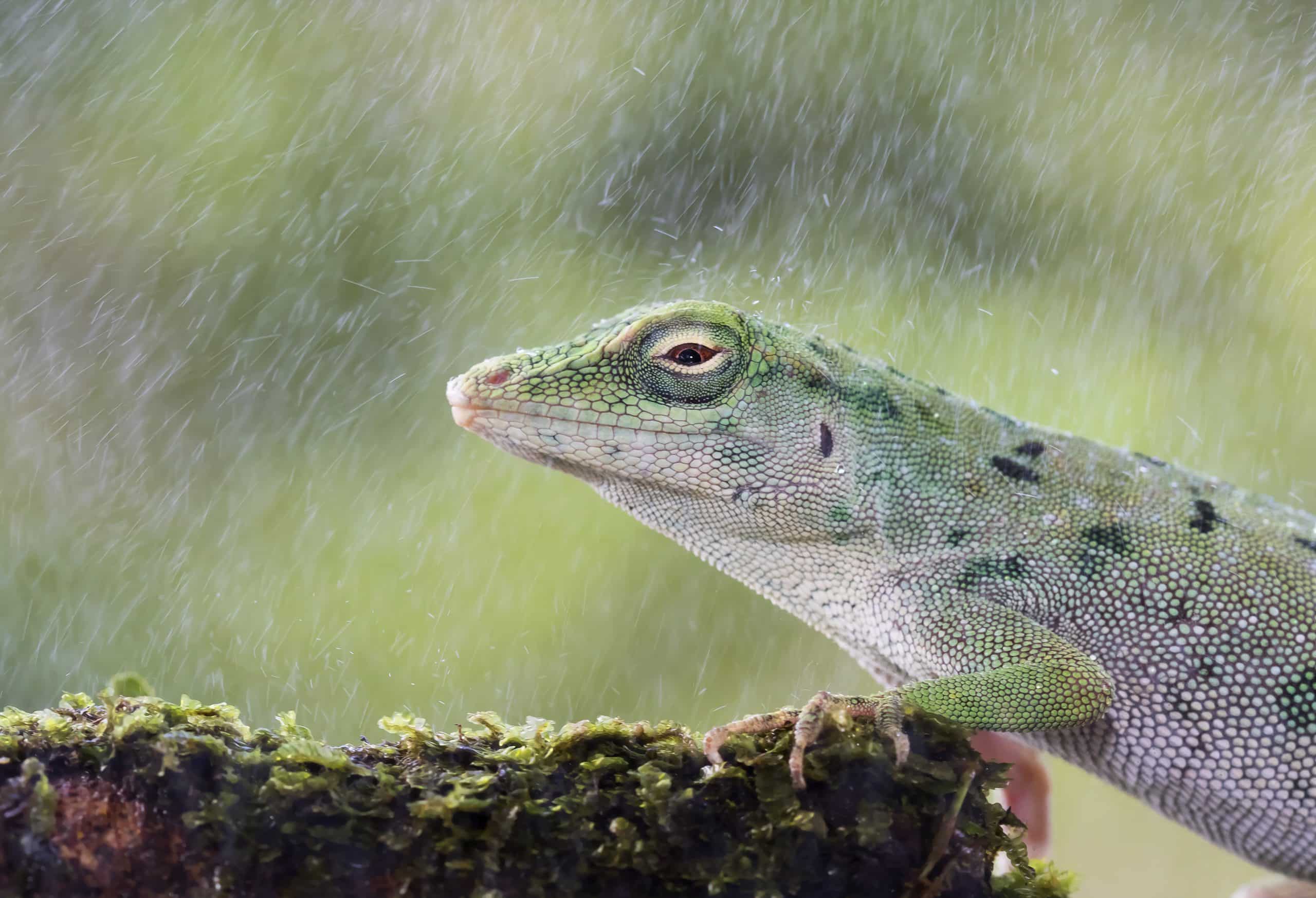 Green,Lizard,In,The,Rainforests,Of,Costa,Rica