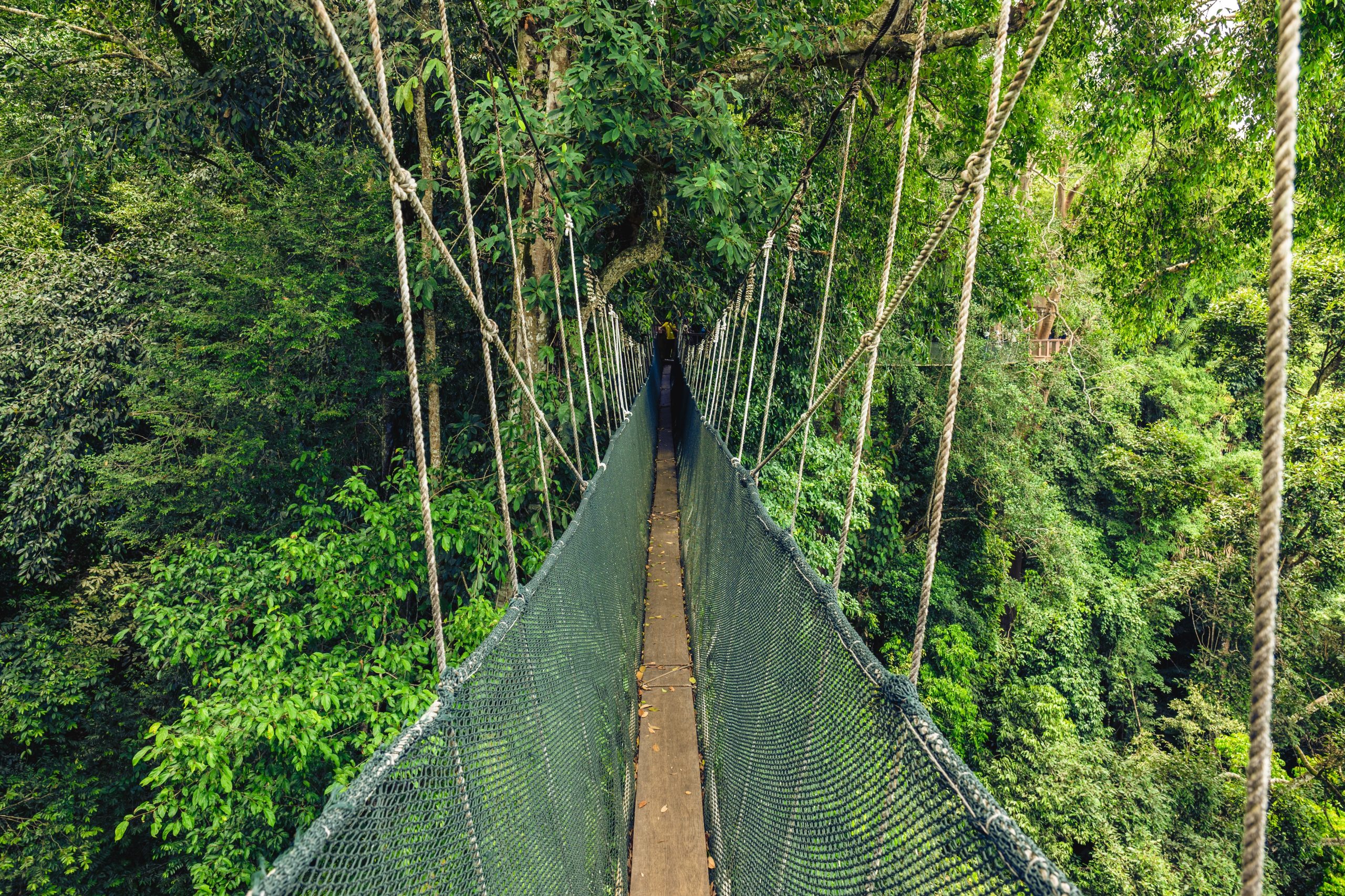 Canopy,Walkway,At,National,Kinabalu,Park,,Taman,Negara,Kinabalu,,In