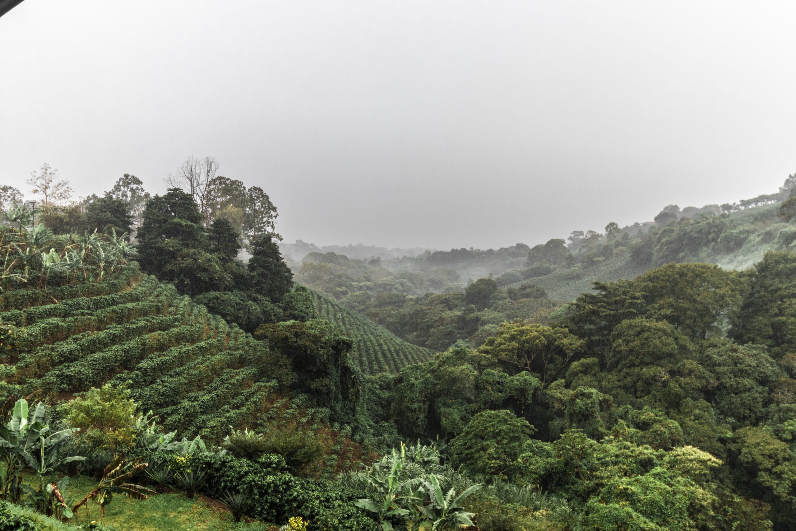 Coffee,Fields,Surrounded,By,Lush,Vegetation,On,A,Cloudy,Winter