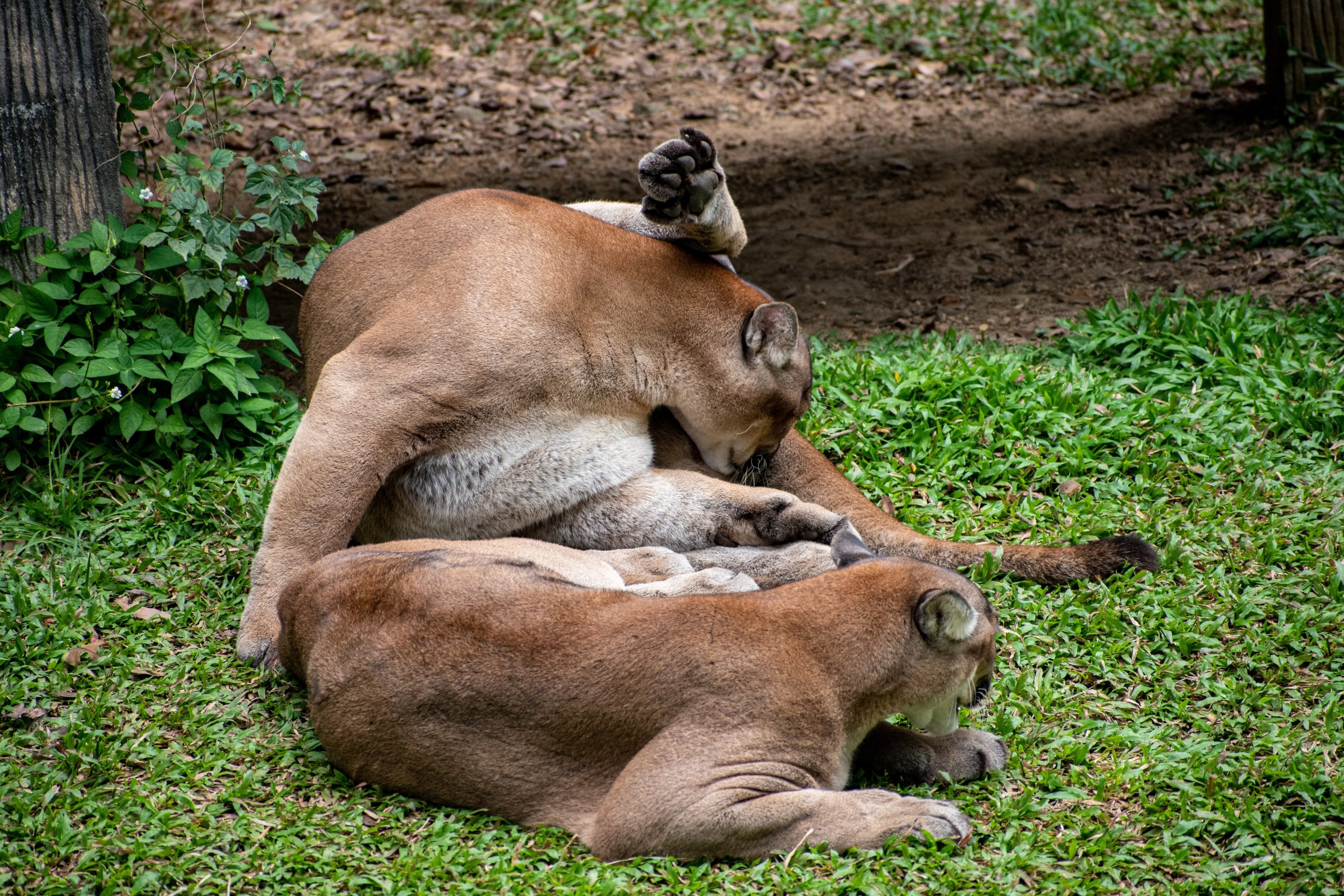 Costa,Rican,Cougar,Laying,Down,At,Grass