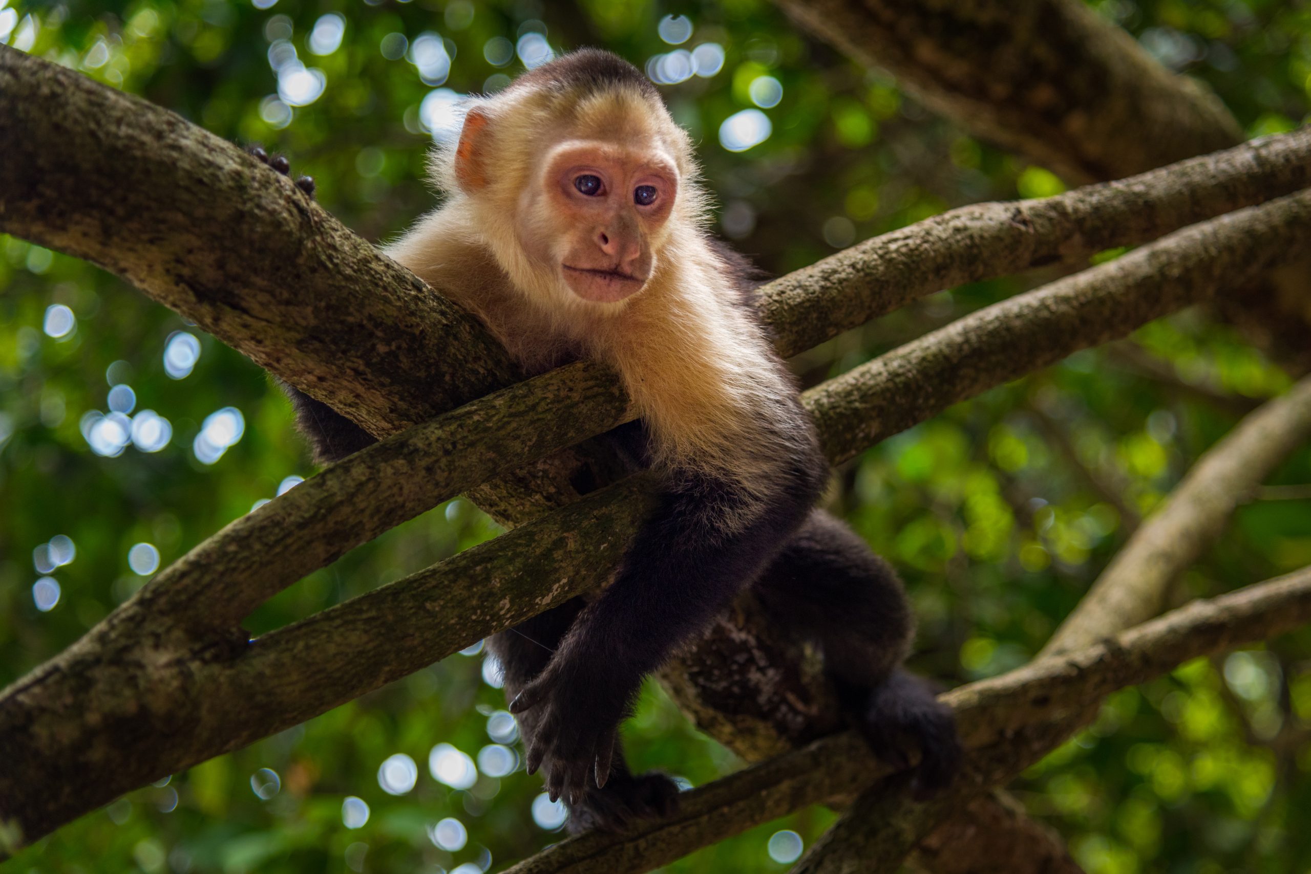 Capuchin,Monkey,Animal,In,Tree,,Black,And,Yellow,Fur,In