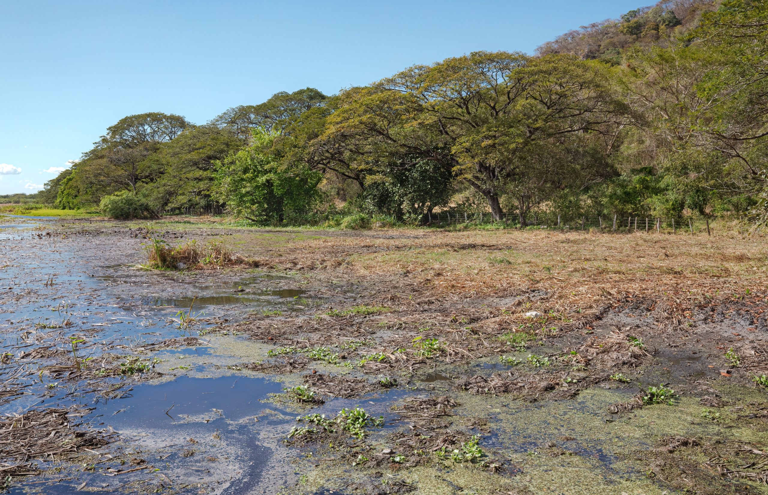 Wetland,Habitat,At,Palo,Verde,National,Park,In,Costa,Rica
