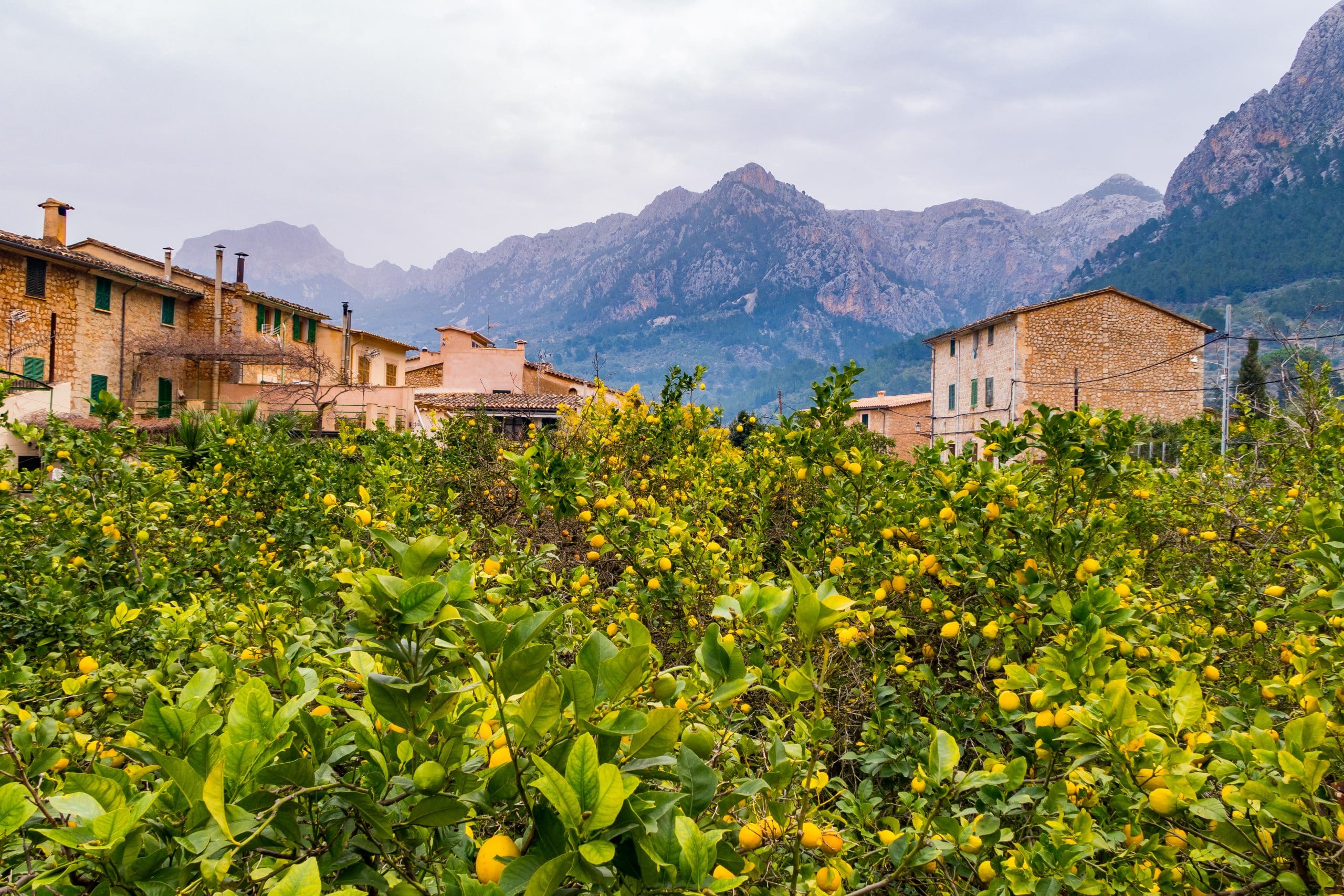 Orange,Trees,,Soller,-,Mallorca